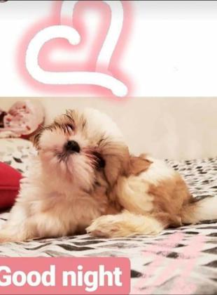 שיצו למכירה-גורי שיצו למכירה גידול בוטיק איכותי !!כל הארץ! לא סוחרים ולא המלטות ביתיות!