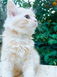 חתול זכר, בן חודשיים, חצי