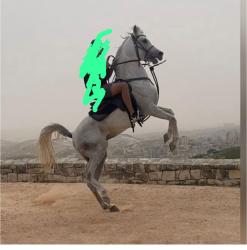 זה sky סוס ערבי מאולף