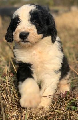 גורי לברדודל בכמה צבעים מתוקים