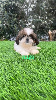 גורי שיצו זכר ונקבה מקסימים