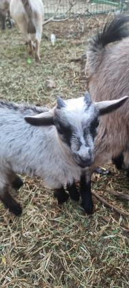 יש 3 עיזים ננסיות למכירה