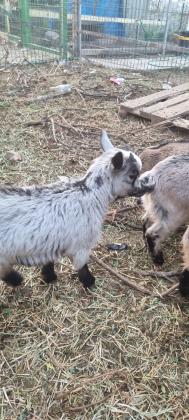 יש 3 עיזים ננסיות למכירה