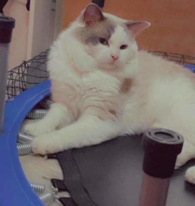 חתול רגדול עם ניסיון רב מזמין לזיווג