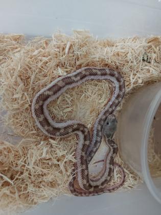 כרכני ליקריץ בני 8 חודשיםאוכלים