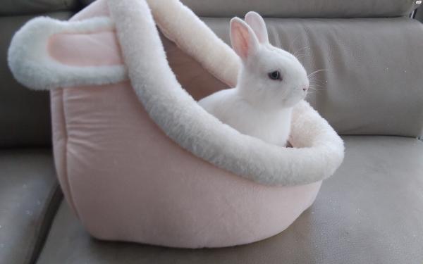 ארנב ננסי הולנדי לבן לגמרי