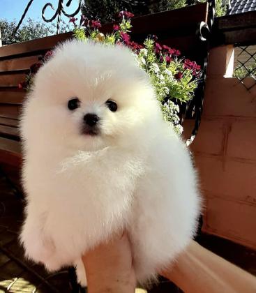 גורים פומרניין טדי בר הקטנים