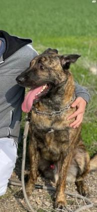 רועה הולנדי מעורב בן שנתיים