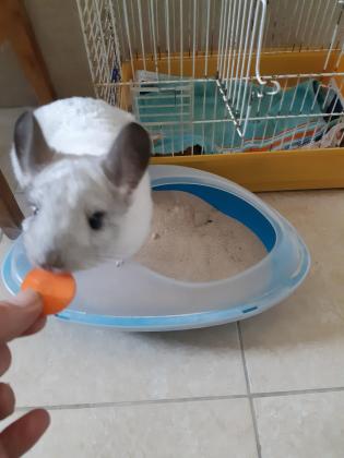 צ'ינצ'ילה לבנה, חמודה ויפה, בת