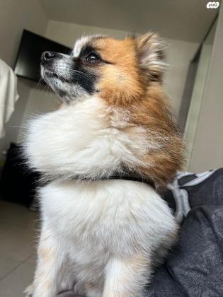 פומרניין מעורב עם שפיץ ,