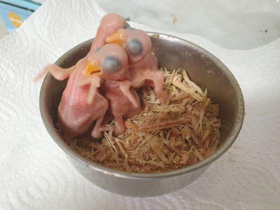 גוזלים להמשך האכלה, רק לבעלי