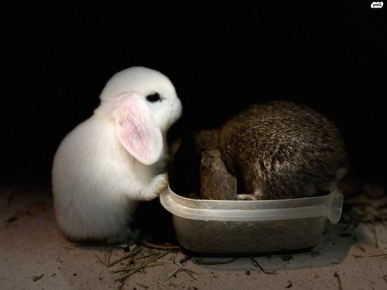 למכירה גורי ארנבים מיני לופ