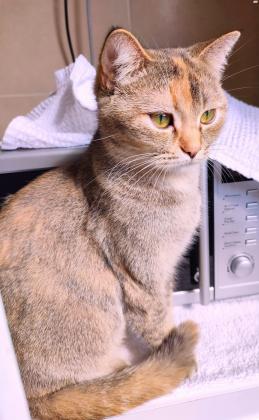 גינגר גורה בריטי פרוות צינצילה