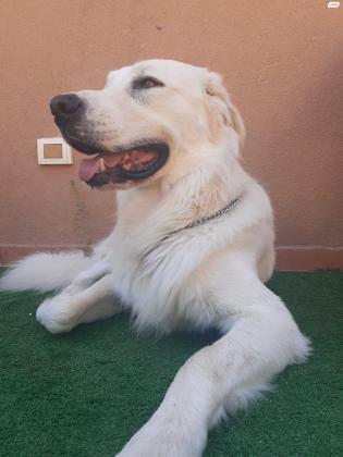 למסירה פירנאי בן שנתיים מתאים