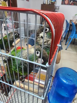 קוניור פרלי יש זוג וזכרים