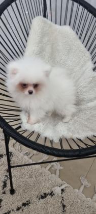 גורי פומרניין מתוקים וחמודים!!! יימסרו