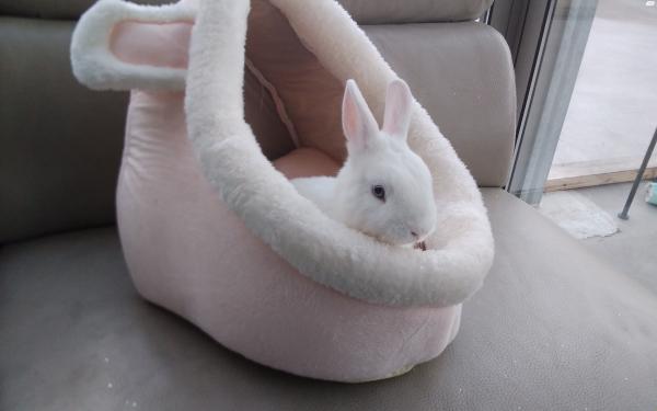 ארנב ננסי הולנדי לבן לגמרי