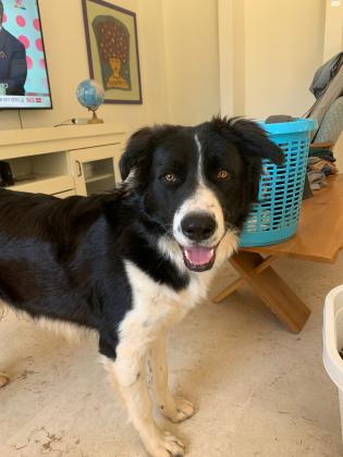 בורדר קולי מעורב בן 10