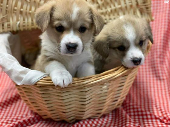 גורי וולש קורגי פמברוק מתועדים