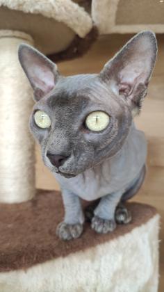 למכירה גורי חתול חמודים של ספינקס