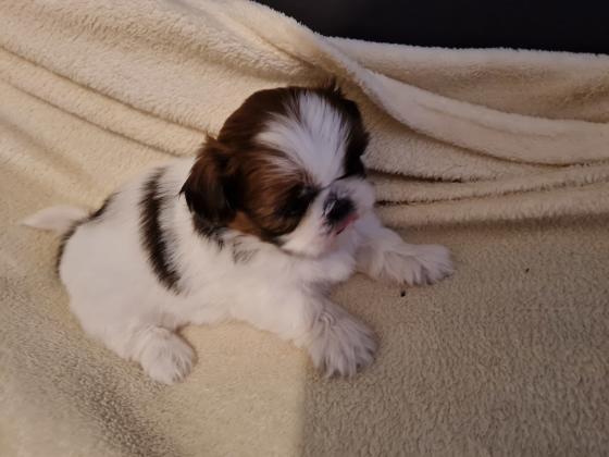 גורי שיצו ננסי מהממים, היפואלרגנים,