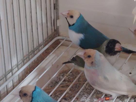 סילברים נשאי אינו לוטינו