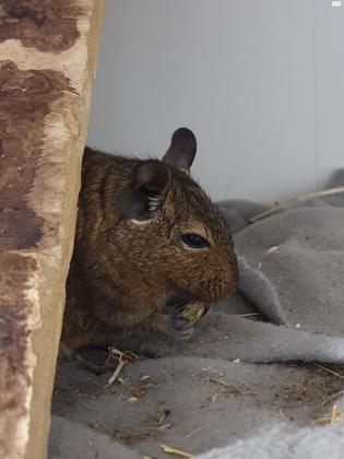 למכירה דגו (צינצילה מידברית)החיה חיה