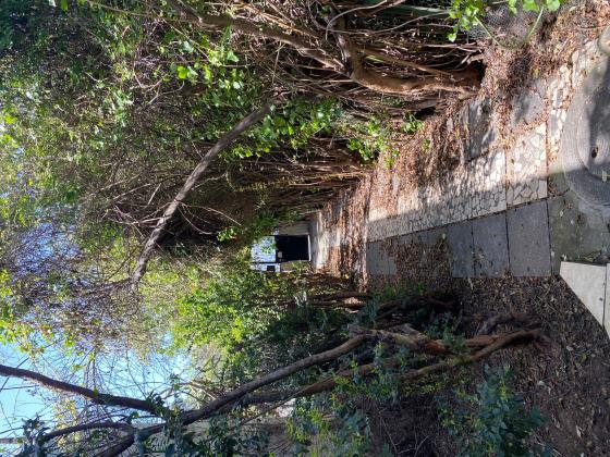 לודוויפול 8 (שפירא)