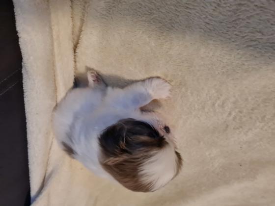 גורי שיצו ננסי מהממים, היפואלרגנים,