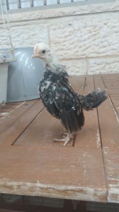 סרהמה / מלזי מקורי לרצינים בלבד