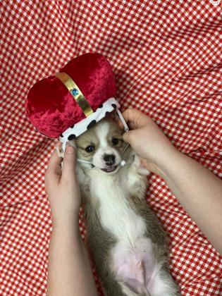 גורי וולש קורגי פמברוק מתועדים