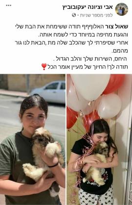 גידול גורי שיצו טריקולור ייחודי