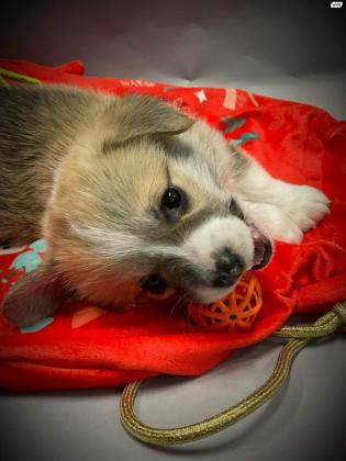 גורי וולש קורגי פמברוק מתועדים