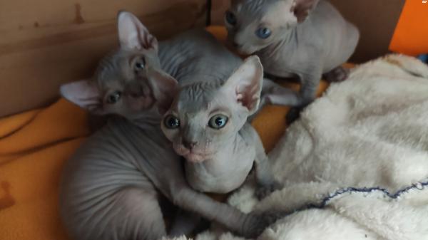 למכירה גורי חתול חמודים של ספינקס