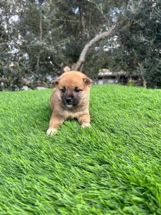 גורים מושלמים ומתוקיםםם!! באים לאחר