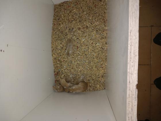 גרבילים למכירה