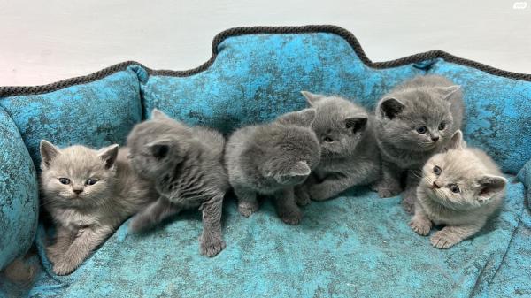 חתולים גזעיים גיל 45 ימים למכירה