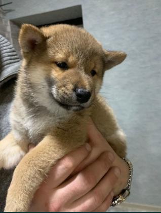 גורים מושלמים ומתוקיםםם!! באים לאחר