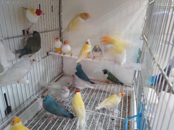 סילברים נשאי אינו לוטינו