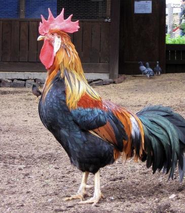 תרנגול בלאדי זכר בן שנתיים