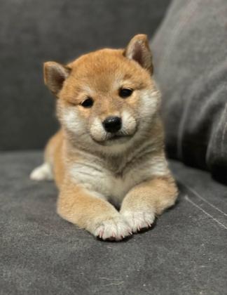 גורים מושלמים ומתוקיםםם!! באים לאחר