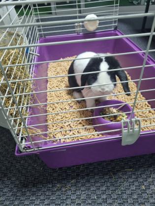 ארנב מיני לופ גזעי בן