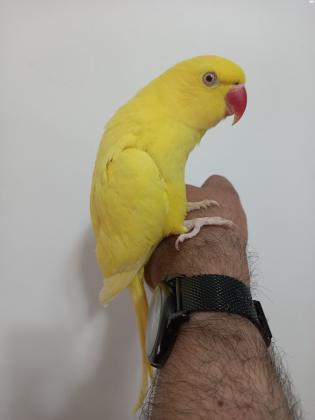 דררה צהובה בת שנה,האכלת יד