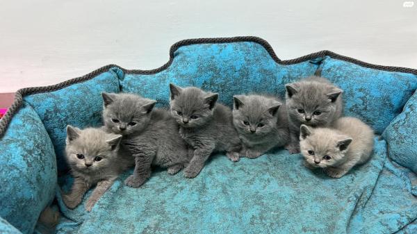 חתולים גזעיים גיל 45 ימים למכירה