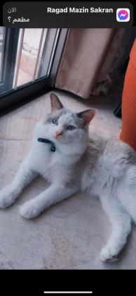 חתול רגדול עם ניסיון רב מזמין לזיווג