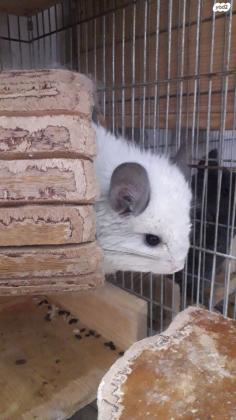 למכירה צינצילה זכר אנגורה לבן