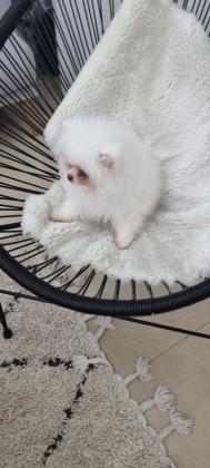 גורי פומרניין מתוקים וחמודים!!! יימסרו