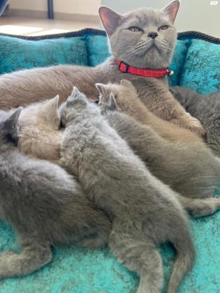 חתולים גזעיים גיל 45 ימים למכירה