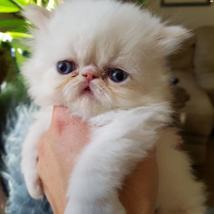 למכירה גור פרסי מקסים בן