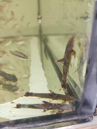 בוטיה אדומה (לטאה)נדיר